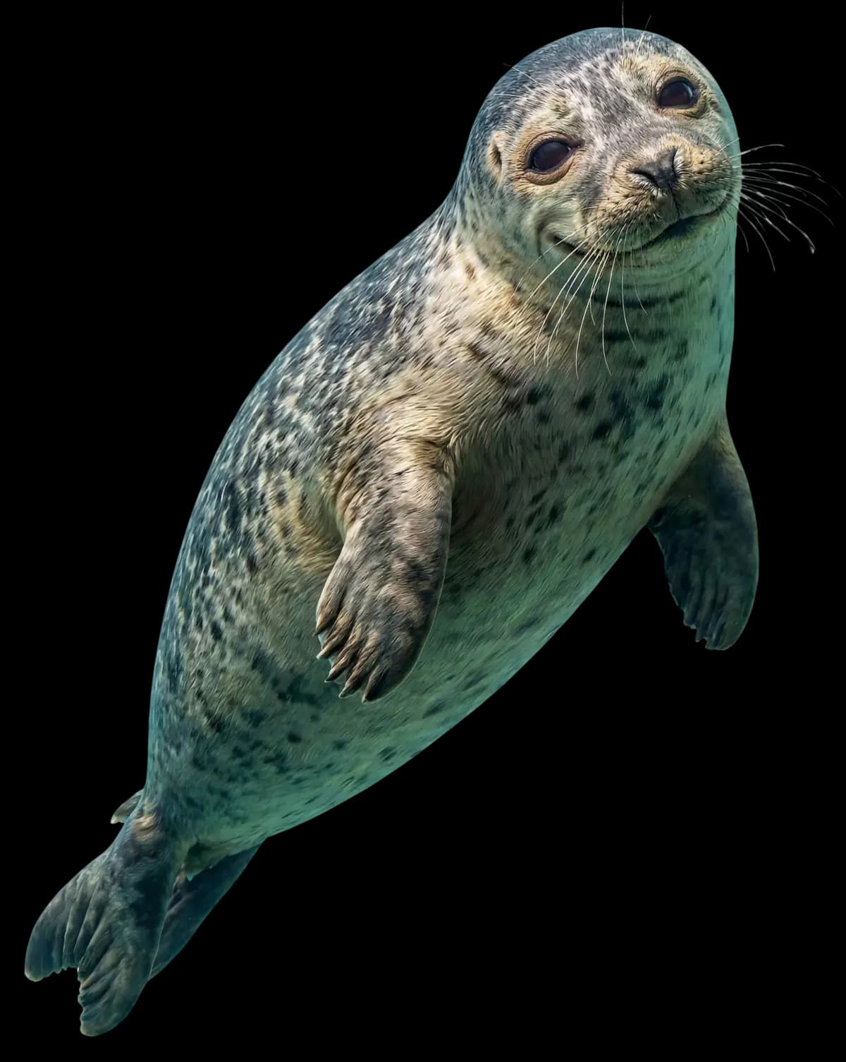 ZooView Media seal mascot - smiling and welcoming