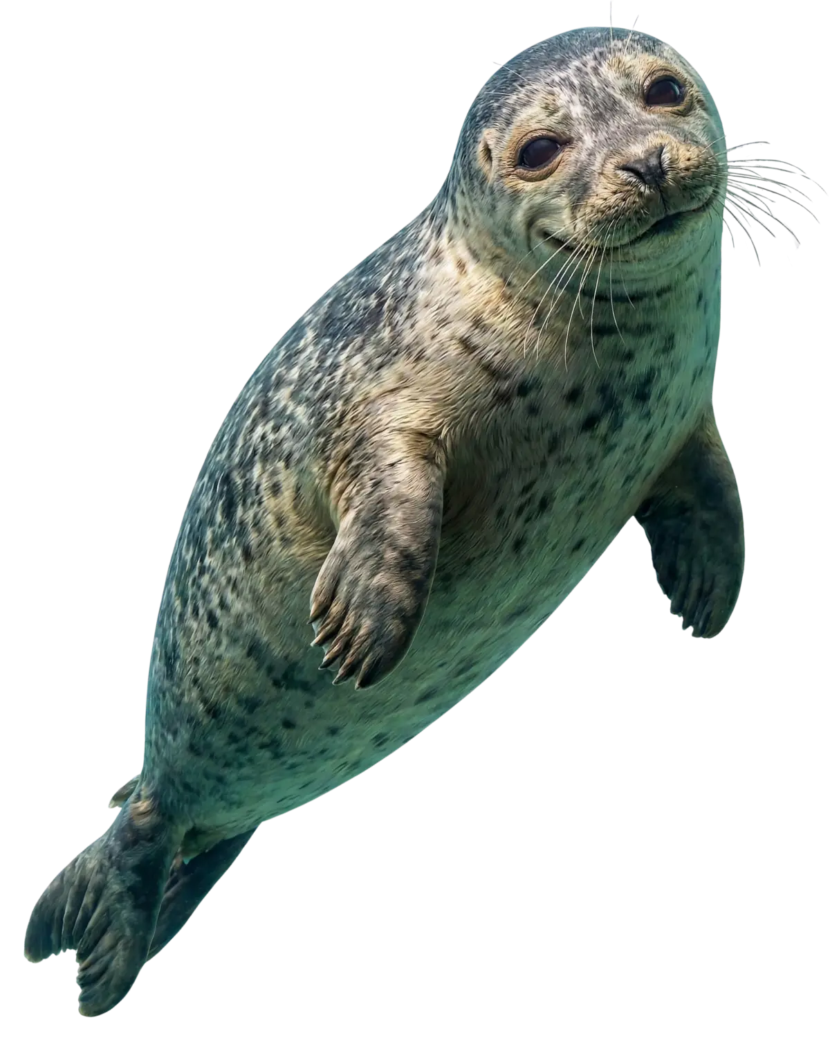 ZooView Media seal mascot - smiling and welcoming